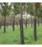A.M. Leonard Commercial Plastic Mesh Tree Guards, Bundle of 5 (4-Inch Diameter, 48-Inch Length)